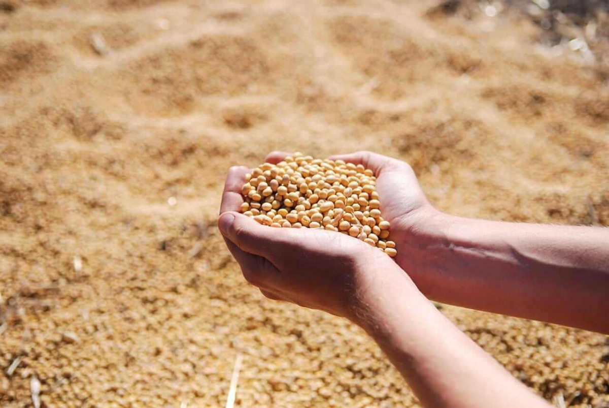 March Soybean Meal Futures Show Buying Potential on Technical Strength