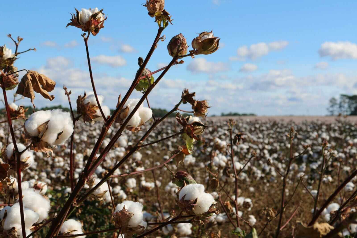 Cotton Futures Rise as USDA Data Shows Production Decline