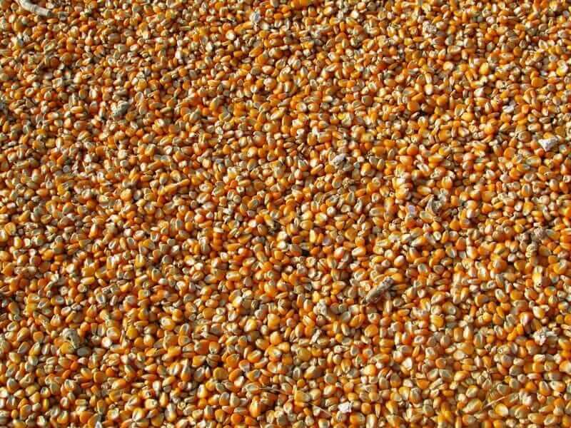 Corn Futures Decline as South Korean Buyers Secure Large Volumes