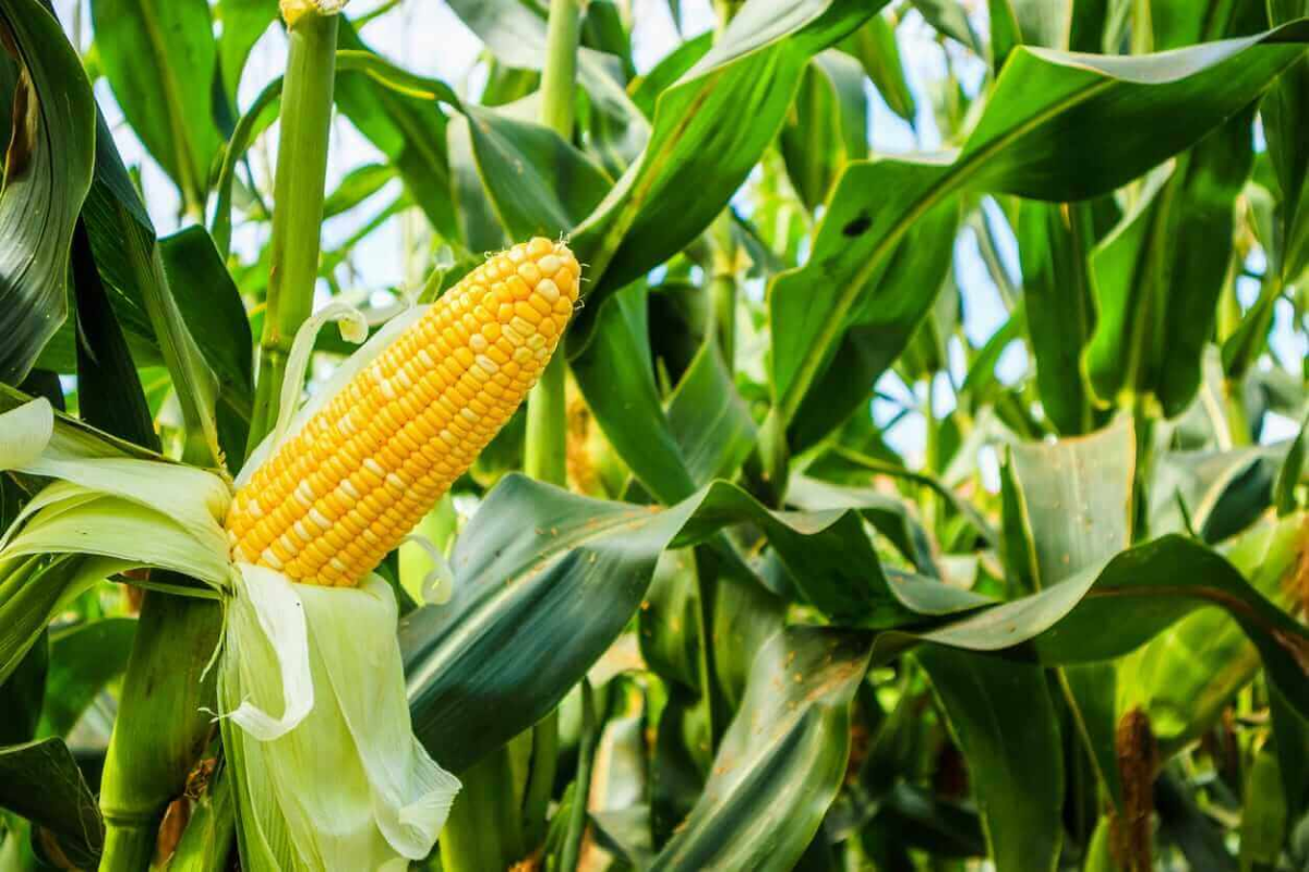 Corn Futures Recover Slightly After Weekly Decline