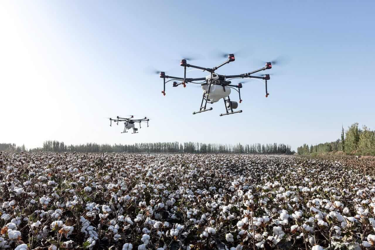 Cotton Futures Hold Steady as Export Data Lags and Managed Money Shorts Increase