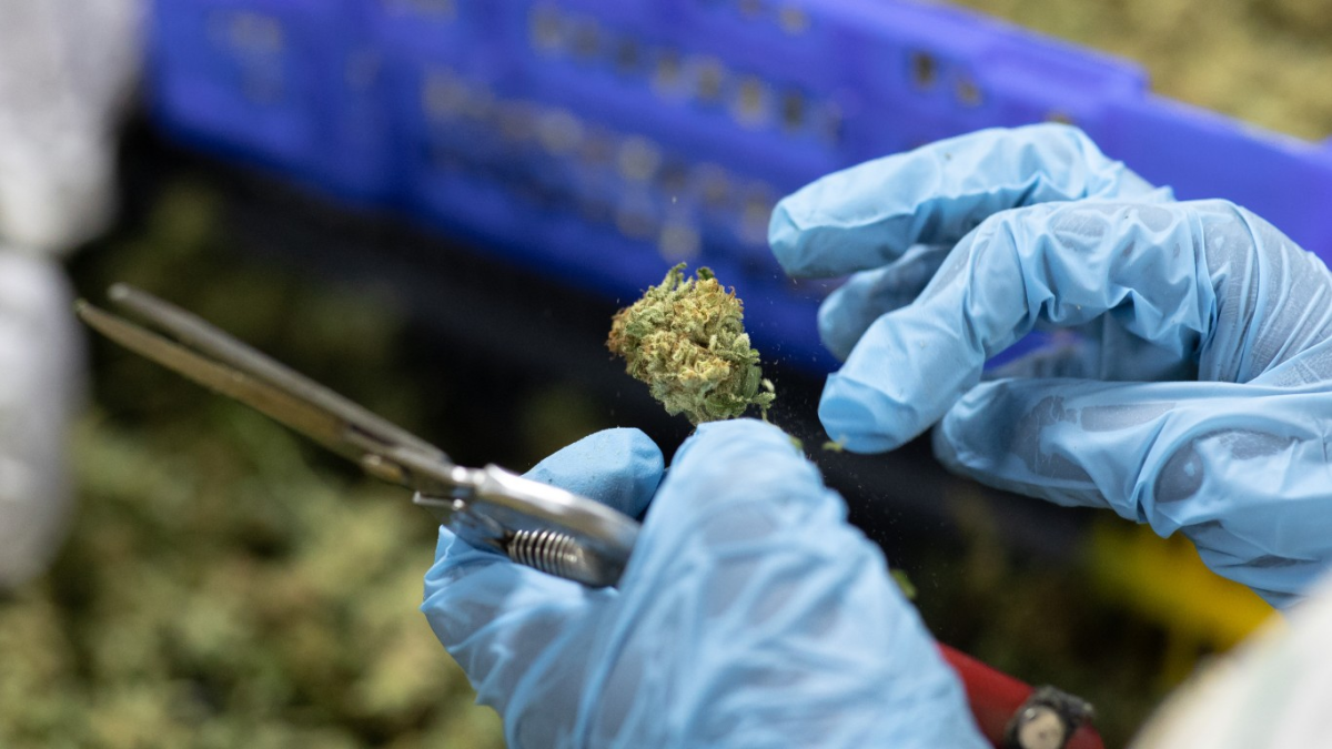 US Cannabis ETF Drops Sharply Despite Presidential Order