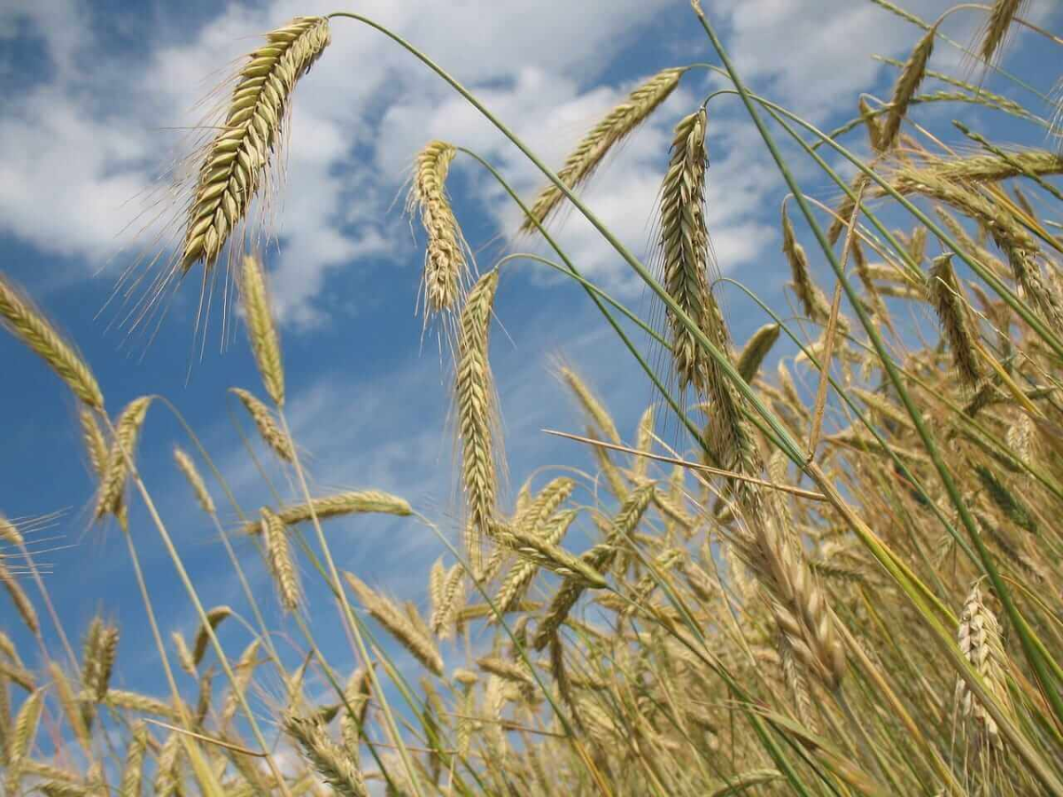 Wheat Markets Rise Ahead of Holiday as Export Data Shows Strength